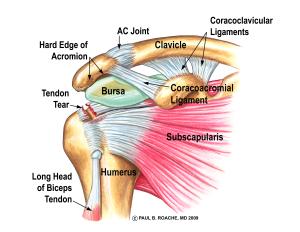 AC Joint and Ligs